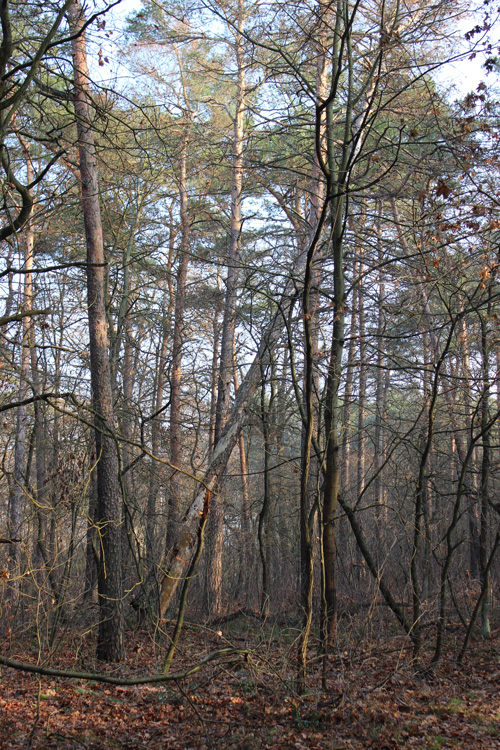 SWF-News-Forstarbeiten-Wald