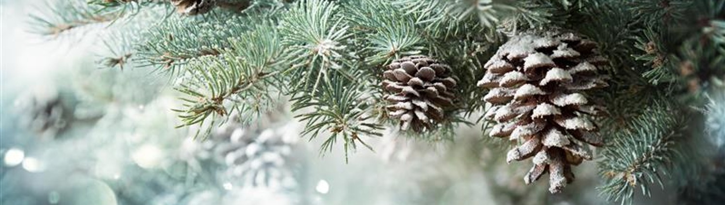 Tannenzweig mit einem Tannenzapfen und Schneeflocken