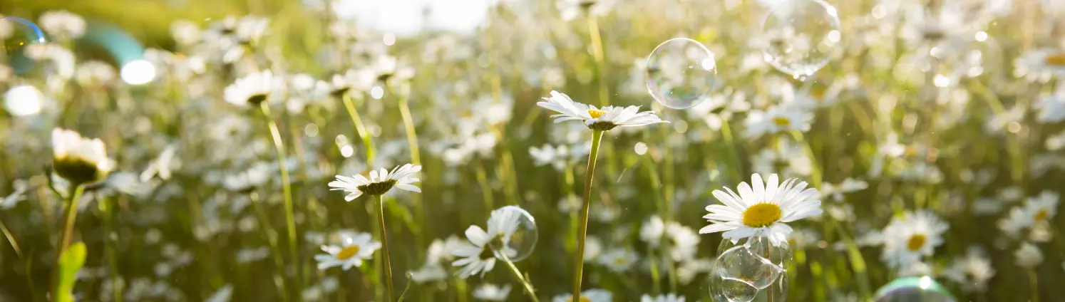 Eine Blumenwiese mit vielen Gänseblümchen und Seifenblasen im Himmel