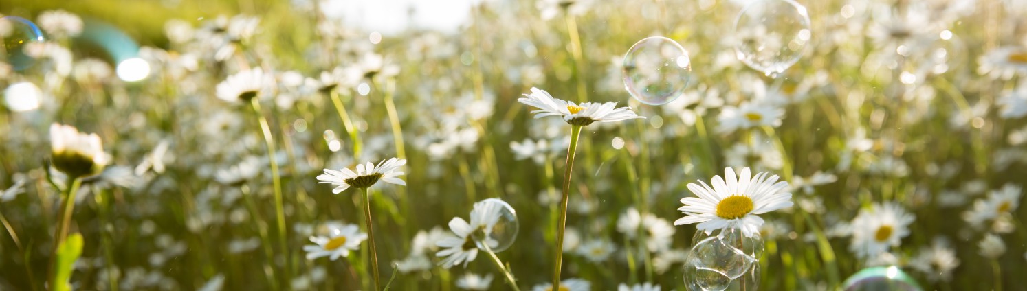 Eine Blumenwiese mit vielen Gänseblümchen und Seifenblasen im Himmel